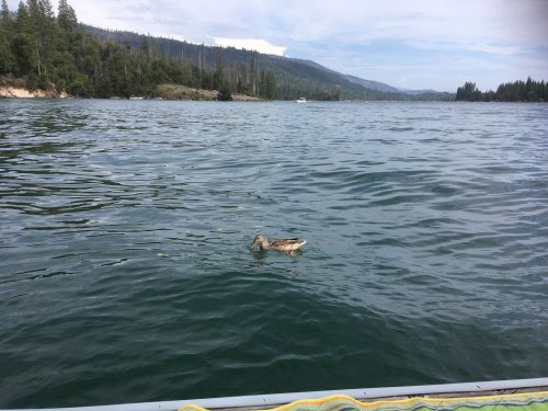 ducks